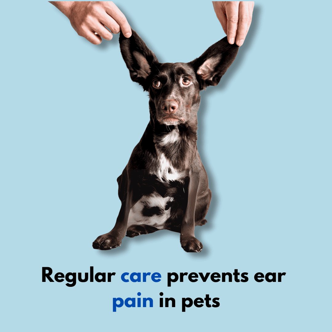 Venus - Comfort Wipes